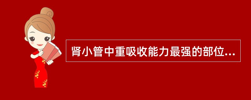 肾小管中重吸收能力最强的部位是A、近端小管B、远端小管C、远曲小管D、髓袢E、集