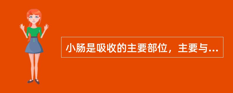 小肠是吸收的主要部位，主要与其结构的哪项特点有关（）