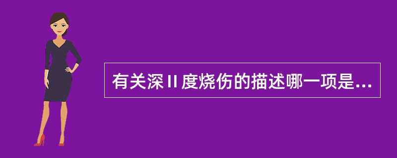 有关深Ⅱ度烧伤的描述哪一项是对的（）。