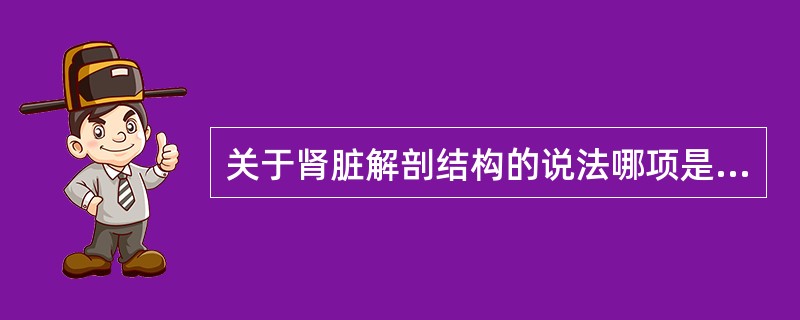 关于肾脏解剖结构的说法哪项是错误的（）