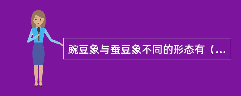 豌豆象与蚕豆象不同的形态有（）等。