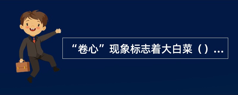 “卷心”现象标志着大白菜（）的开始。