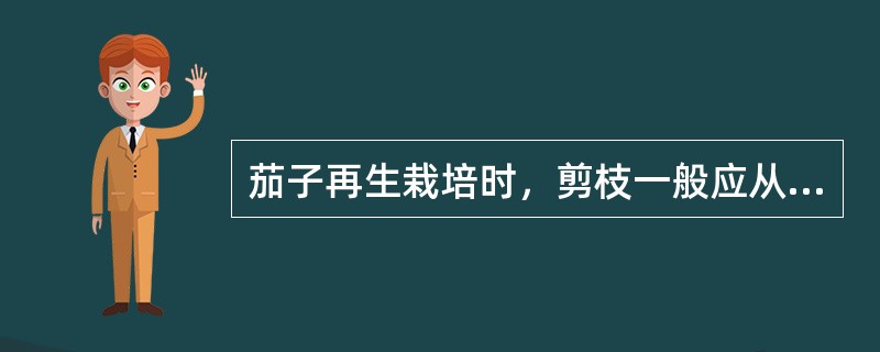 茄子再生栽培时，剪枝一般应从主干距离地面（）cm位置处，将上部枝条剪掉。