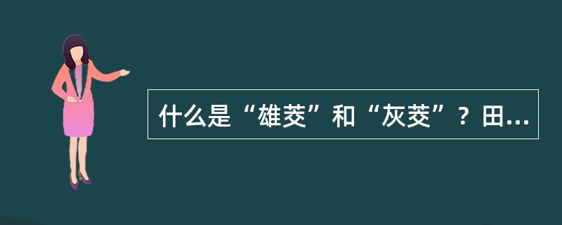 什么是“雄茭”和“灰茭”？田间如何区别？