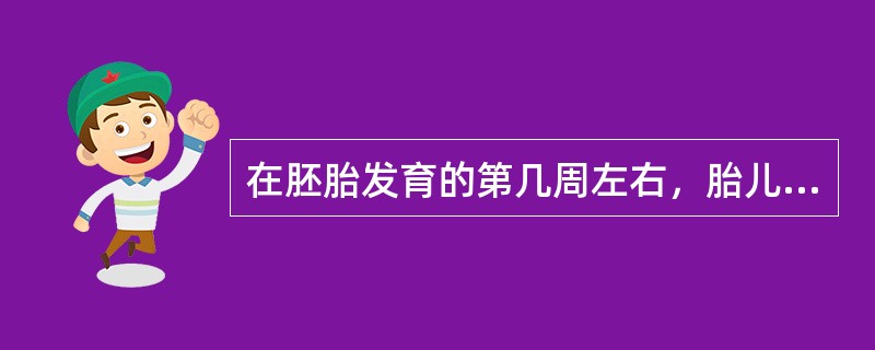 在胚胎发育的第几周左右，胎儿的口和鼻开始具备成人的形态结构（）