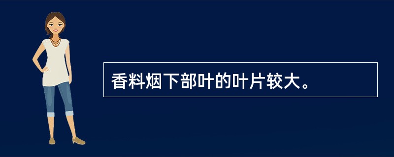 香料烟下部叶的叶片较大。