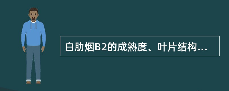 白肋烟B2的成熟度、叶片结构分别为（）。