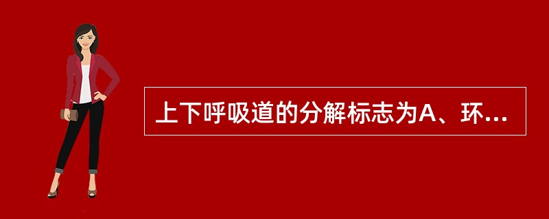 上下呼吸道的分解标志为A、环状软骨B、咽C、会厌D、甲状软骨E、喉状软骨