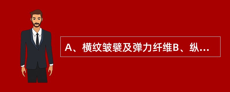 A、横纹皱襞及弹力纤维B、纵纹皱襞及弹力纤维C、横纹皱襞及平滑肌纤维D、黏膜层、