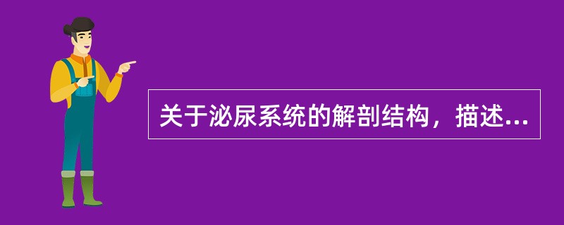 关于泌尿系统的解剖结构，描述错误的是A、通常右肾位置略低于左肾B、男性尿道长18