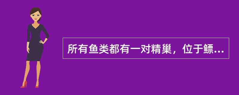 所有鱼类都有一对精巢，位于鳔的腹面两侧，彼此分开。