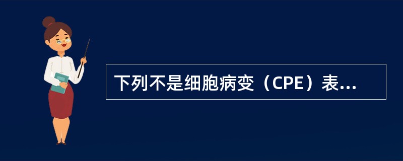 下列不是细胞病变（CPE）表现的是（）。