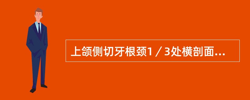 上颌侧切牙根颈1／3处横剖面呈（）