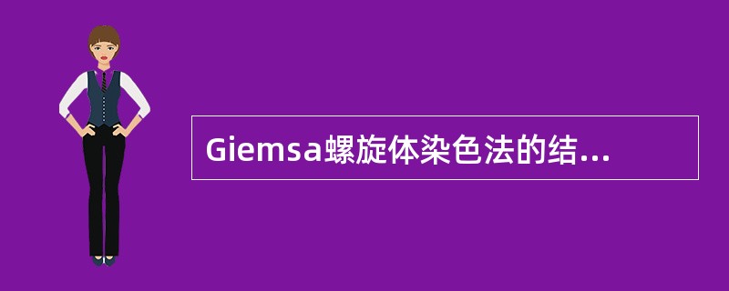 Giemsa螺旋体染色法的结果正确的是（）。