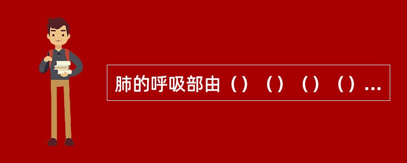 肺的呼吸部由（）（）（）（）组成；是气体交换的部位。