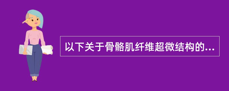 以下关于骨骼肌纤维超微结构的描述，哪项是错误的（）。