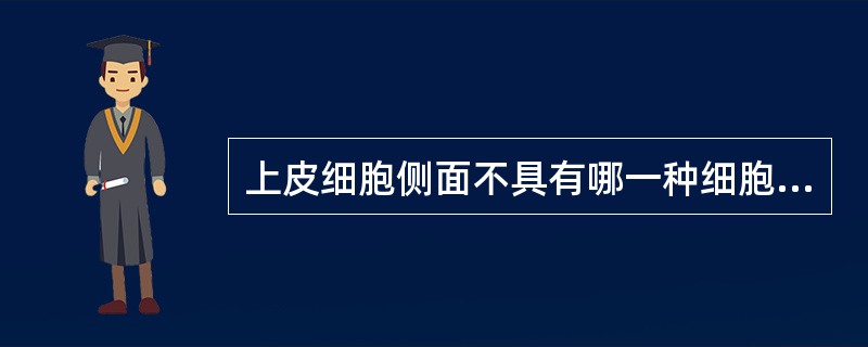 上皮细胞侧面不具有哪一种细胞连接（）