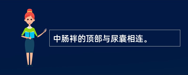 中肠袢的顶部与尿囊相连。