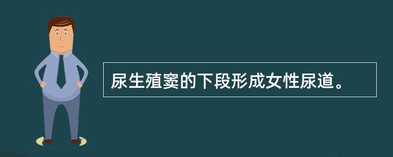 尿生殖窦的下段形成女性尿道。