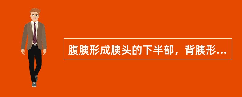 腹胰形成胰头的下半部，背胰形成胰头的上半部、胰体、胰尾。