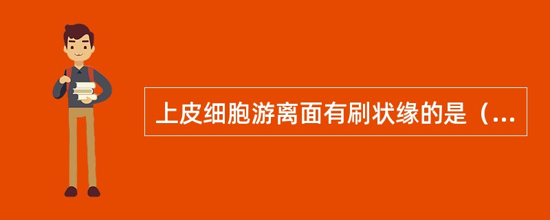 上皮细胞游离面有刷状缘的是（）。