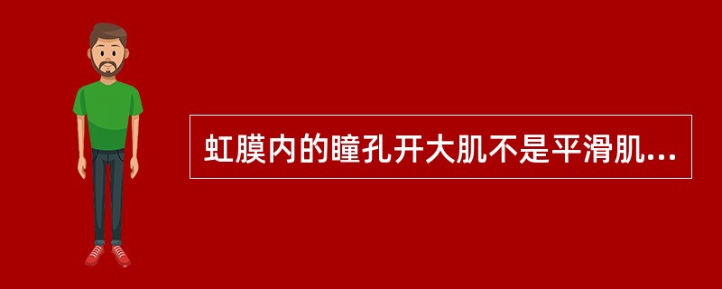 虹膜内的瞳孔开大肌不是平滑肌纤维，而是特化的有收缩功能的肌上皮细胞。