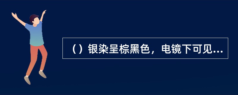 （）银染呈棕黑色，电镜下可见周期性横纹。