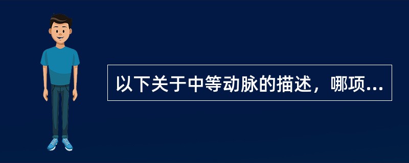 以下关于中等动脉的描述，哪项是错误的？（）