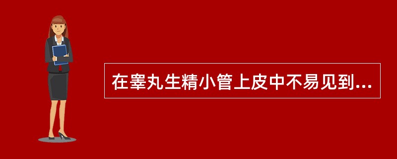 在睾丸生精小管上皮中不易见到的细胞是（）。