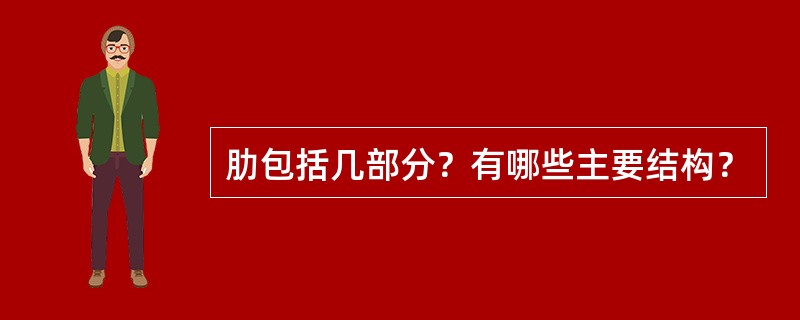 肋包括几部分？有哪些主要结构？