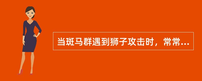 当斑马群遇到狮子攻击时，常常头向里，尾向外围成一个圆圈，后蹄不停地跳动，这种行为