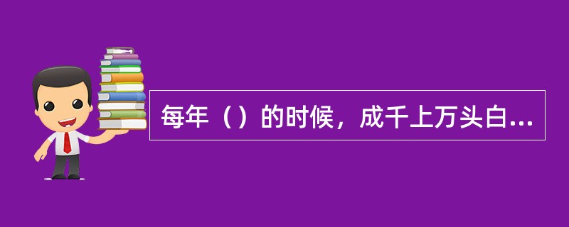 每年（）的时候，成千上万头白鲸从北极地区出发，开始它们的夏季迁徙。