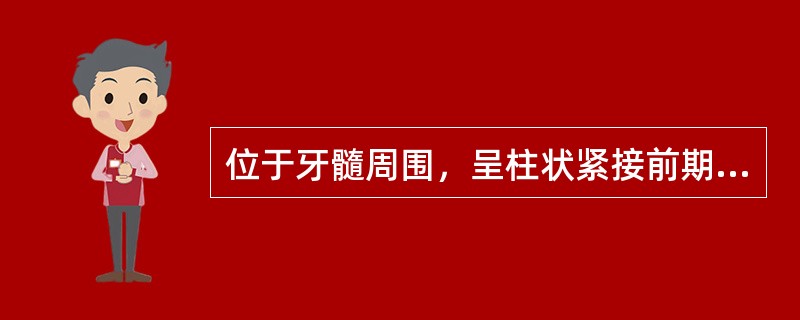 位于牙髓周围，呈柱状紧接前期牙本质排列成一层，其细胞顶端有一细长的突起伸入牙本质