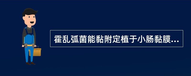 霍乱弧菌能黏附定植于小肠黏膜上皮细胞是因为具有（）