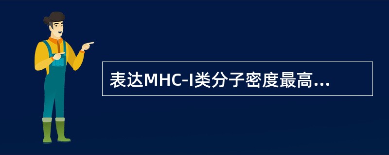 表达MHC-I类分子密度最高的细胞是()