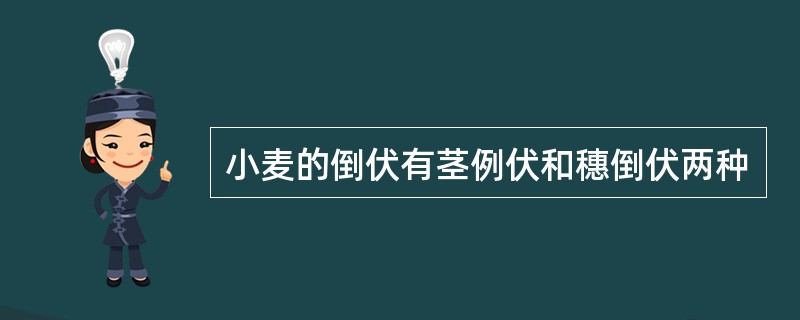 小麦的倒伏有茎例伏和穗倒伏两种