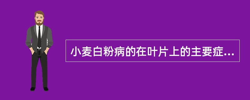 小麦白粉病的在叶片上的主要症状表现为（）。