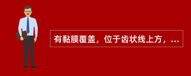 有黏膜覆盖，位于齿状线上方，由痔内静脉丛形成的痔，为（）。