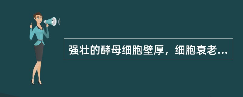 强壮的酵母细胞壁厚，细胞衰老时细胞壁逐渐变薄。