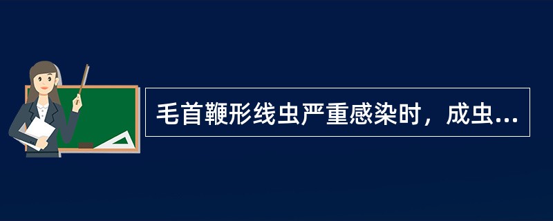 毛首鞭形线虫严重感染时，成虫可寄生于（）.