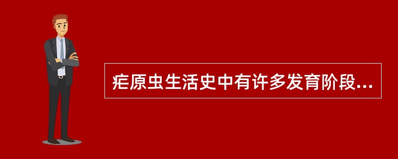 疟原虫生活史中有许多发育阶段，但除外（）.