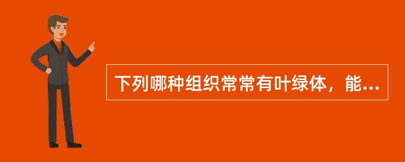 下列哪种组织常常有叶绿体，能进行光合作用（）。