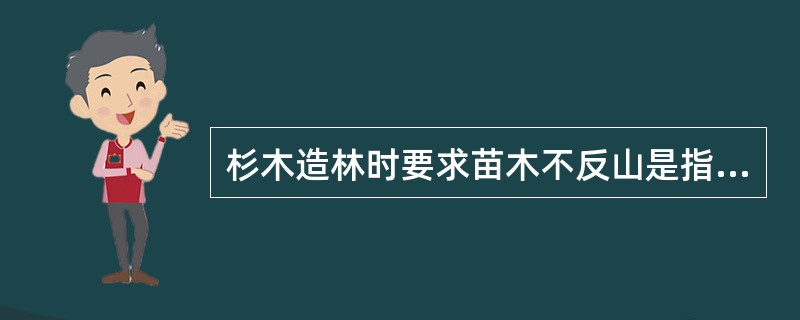 杉木造林时要求苗木不反山是指（）。