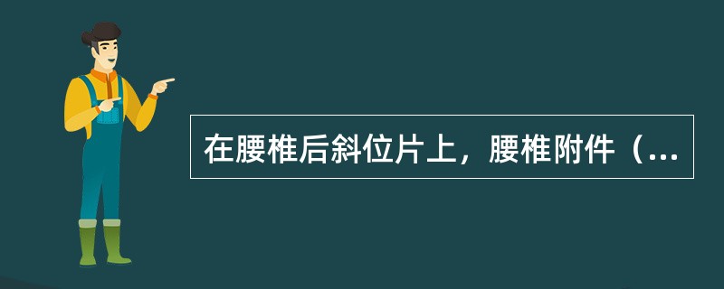 在腰椎后斜位片上，腰椎附件（椎弓及椎骨的突起）的投影似“猎狗”形状，椎弓峡部相当