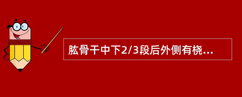 肱骨干中下2/3段后外侧有桡神经沟，此段骨折易损伤桡神经。（）