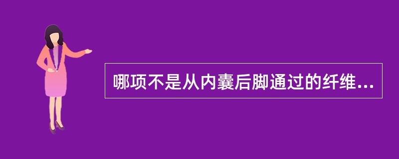 哪项不是从内囊后脚通过的纤维束()