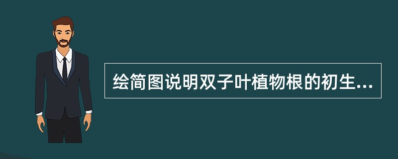 绘简图说明双子叶植物根的初生结构，注明各部分的名称，并指出各部分的组织类型。