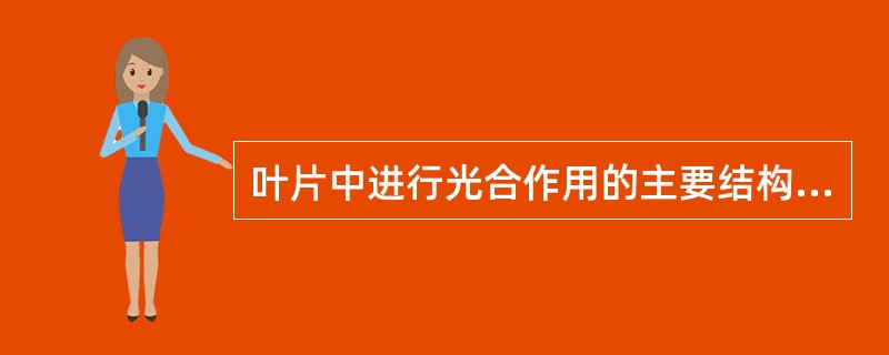 叶片中进行光合作用的主要结构是（）