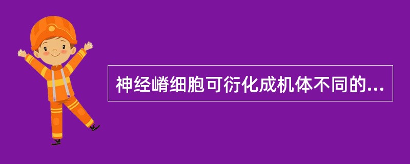 神经嵴细胞可衍化成机体不同的细胞并形成许多重要组织成分，除了（）