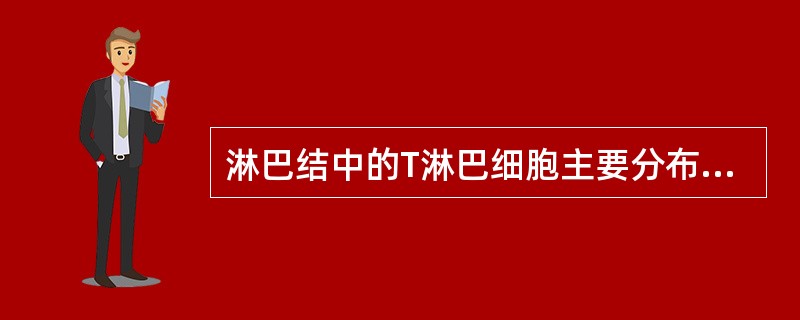 淋巴结中的T淋巴细胞主要分布与（）。